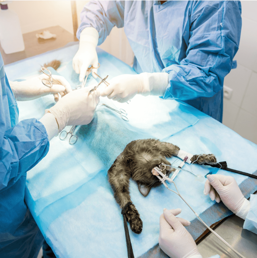 sebeszeti_szolgaltatasok